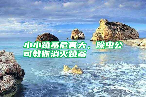 小小跳蚤危害大，除蟲公司教你消滅跳蚤
