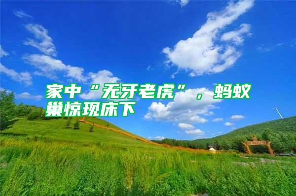 家中“無牙老虎”，螞蟻巢驚現床下