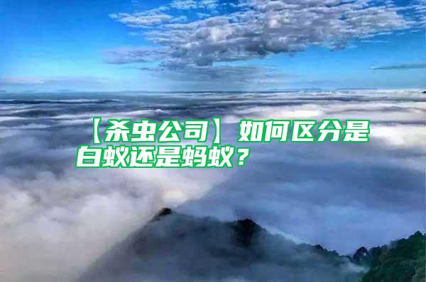 【殺蟲(chóng)公司】如何區(qū)分是白蟻還是螞蟻？