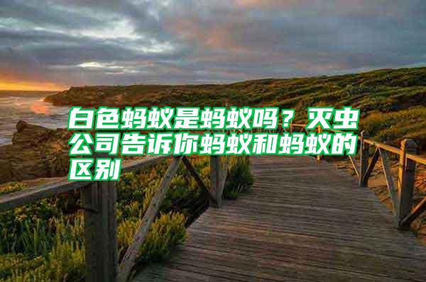 白色螞蟻是螞蟻嗎？滅蟲公司告訴你螞蟻和螞蟻的區(qū)別