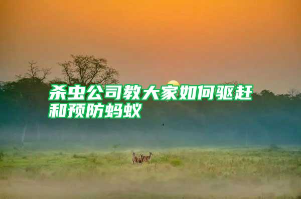 殺蟲公司教大家如何驅(qū)趕和預防螞蟻