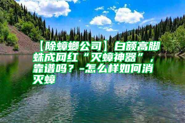 【除蟑螂公司】白額高腳蛛成網紅“滅蟑神器”，靠譜嗎？-怎么樣如何消滅蟑