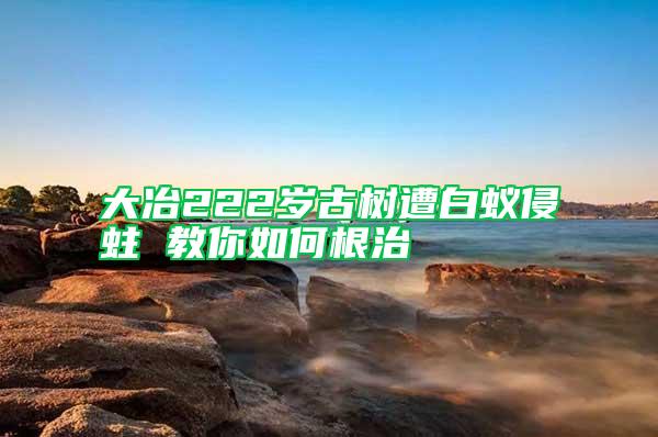 大冶222歲古樹(shù)遭白蟻侵蛀 教你如何根治