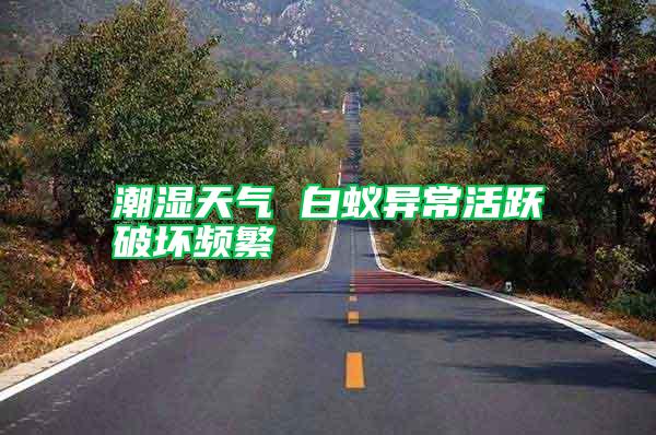 潮濕天氣 白蟻異?；钴S破壞頻繁