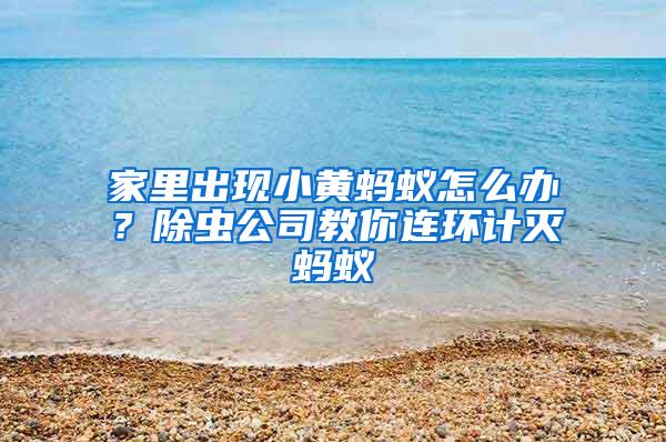 家里出現(xiàn)小黃螞蟻怎么辦？除蟲(chóng)公司教你連環(huán)計(jì)滅螞蟻