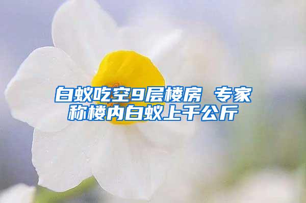 白蟻吃空9層樓房 專(zhuān)家稱(chēng)樓內(nèi)白蟻上千公斤