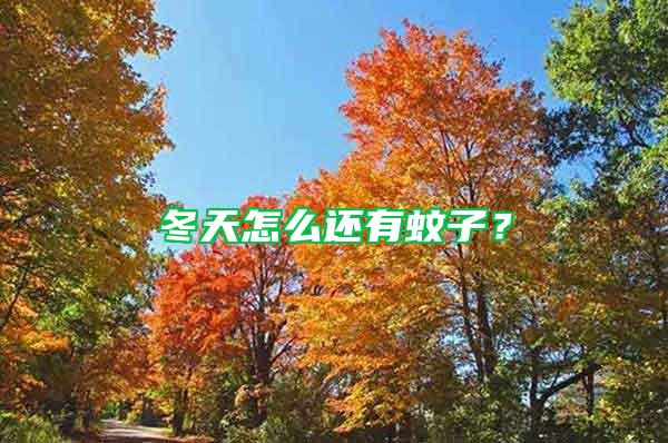 冬天怎么還有蚊子？