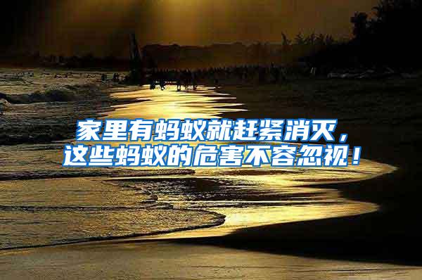 家里有螞蟻就趕緊消滅，這些螞蟻的危害不容忽視！