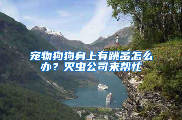 寵物狗狗身上有跳蚤怎么辦？滅蟲公司來幫忙