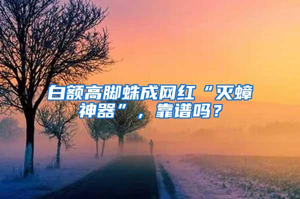 白額高腳蛛成網(wǎng)紅“滅蟑神器”，靠譜嗎？