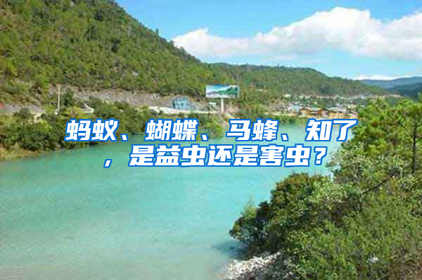 螞蟻、蝴蝶、馬蜂、知了，是益蟲還是害蟲？