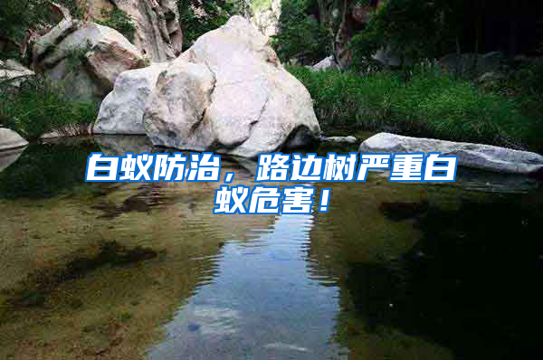 白蟻防治，路邊樹(shù)嚴(yán)重白蟻危害！
