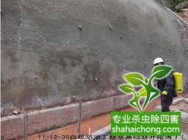 深圳白蟻防治公司獨(dú)家報道，殺白蟻-滅白蟻的最新方法