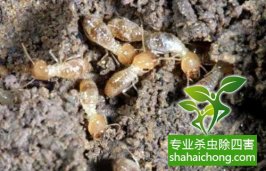 深圳白蟻防治白蟻入冬進巢前要補充大量能量，會瘋狂啃食木質(zhì)