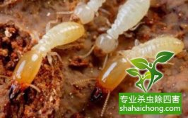 深圳白蟻防治公司，白蟻能否被根除？